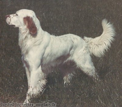 Setter Anglais LAD OF CAPPOQUIN